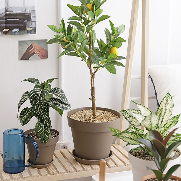 등록된 이미지가 없습니다.