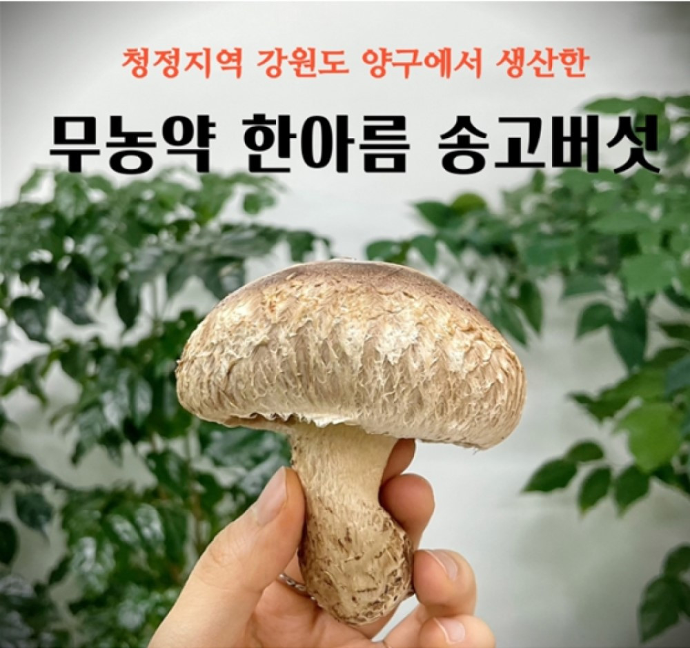 등록된 이미지가 없습니다.